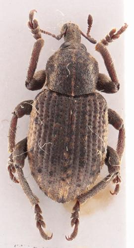 Réf. 333 256 : Brachypera zoilus